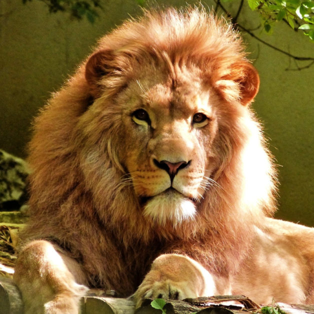 As Brave as a Lion | A Meditation About Courage | Children's Meditation